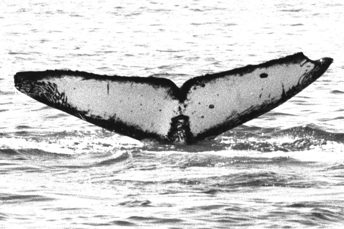Fluke of CRC-20449