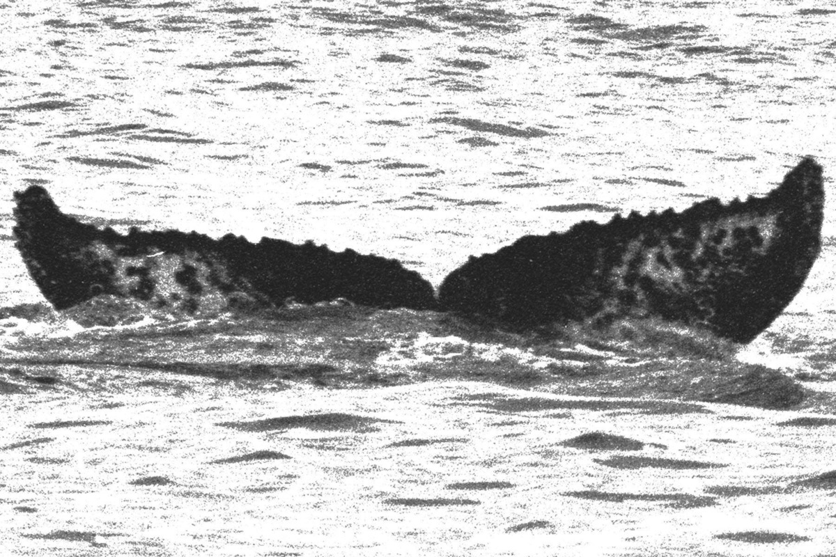 Fluke of BREE-619