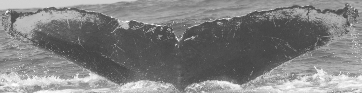 Fluke of CRC-15042