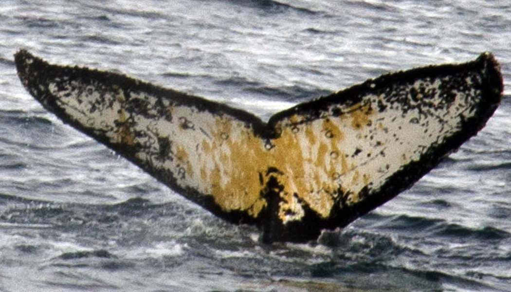 Fluke of AHWC-6148