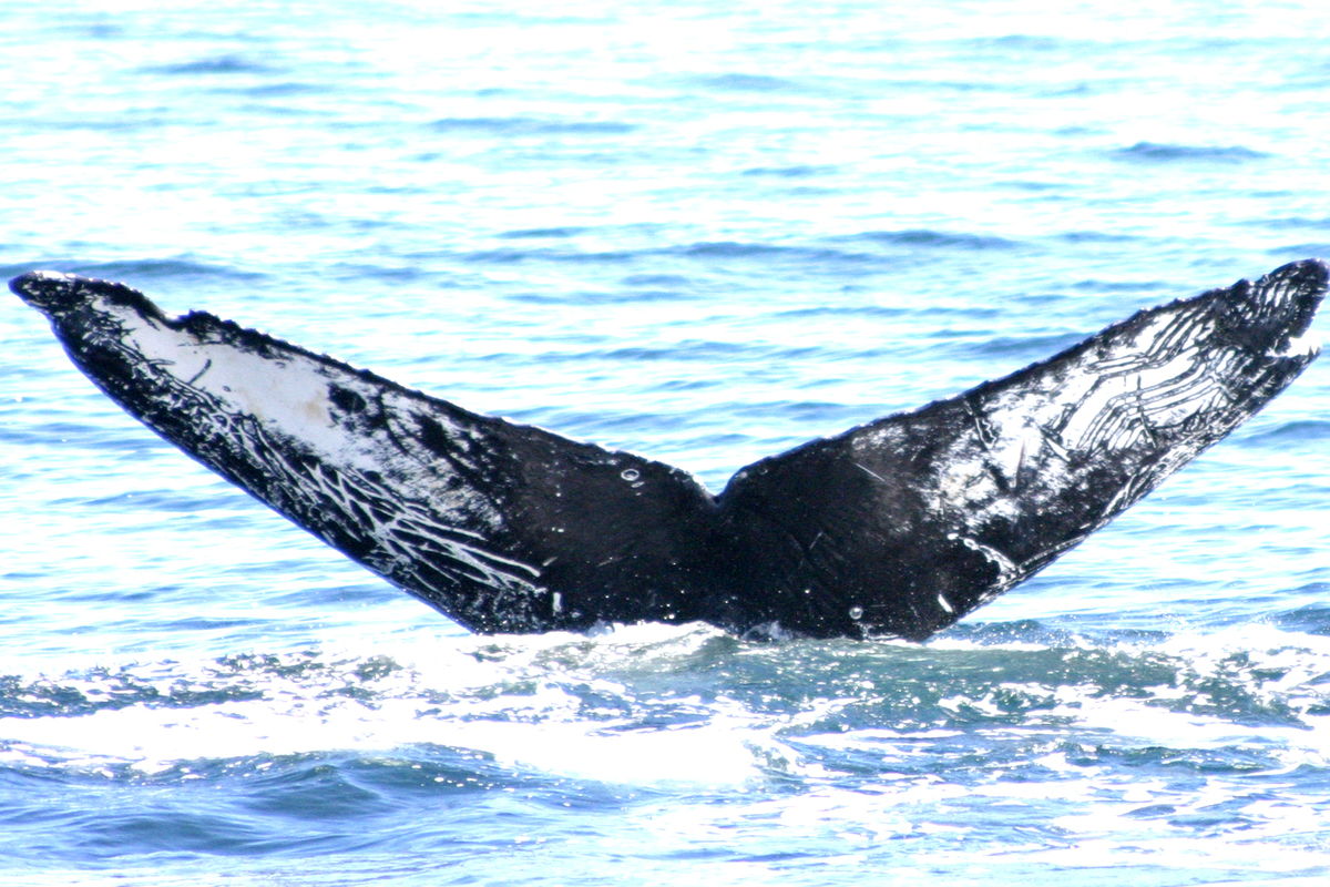 Fluke of FIBB-3BB599