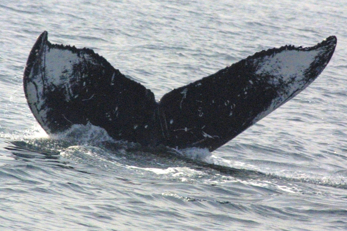 Fluke of B.Watkins (Seward)