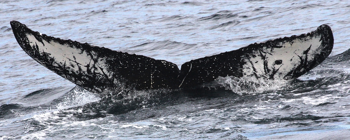 Fluke of GWAK-P233