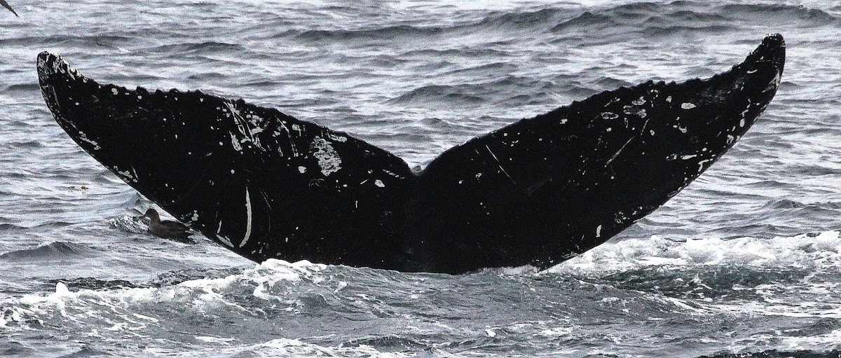 Fluke of SEAK-2685