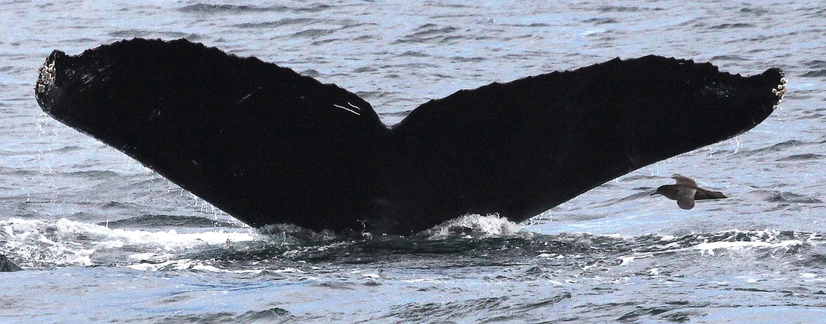 Fluke of BREE-HB13_119