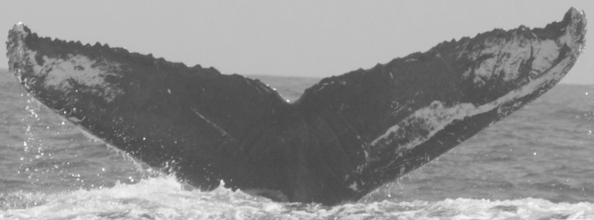 Fluke of CRC-12470