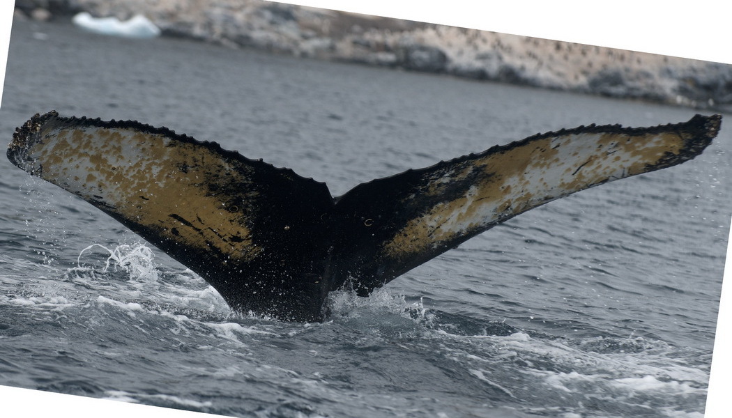 Fluke of AHWC-6173