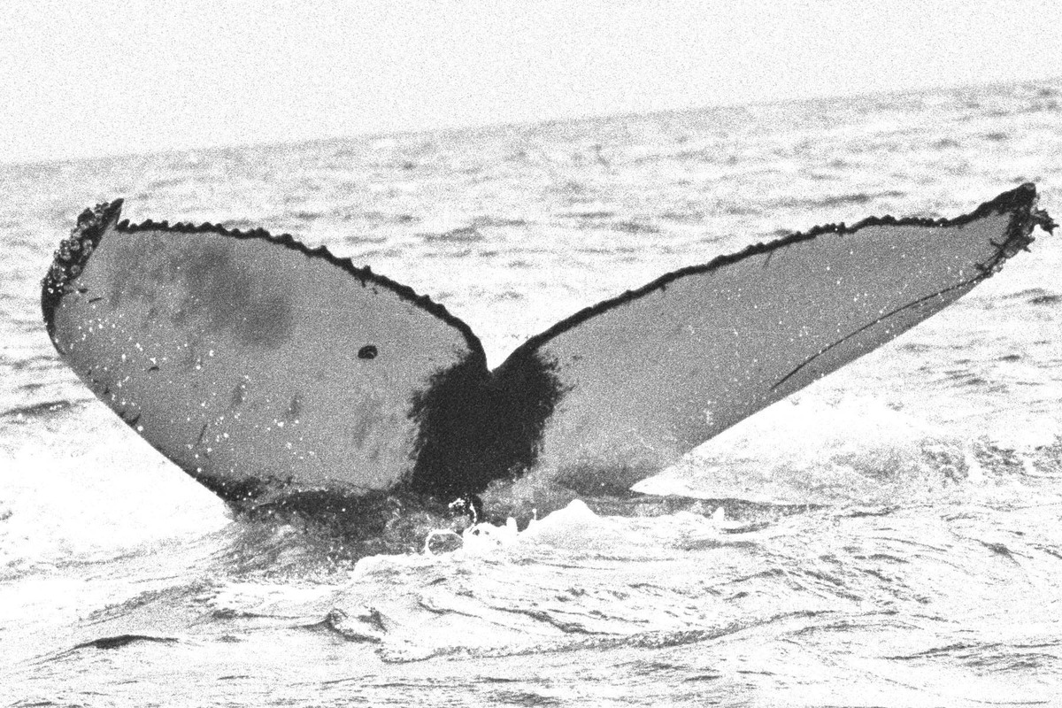 Fluke of BREE-540