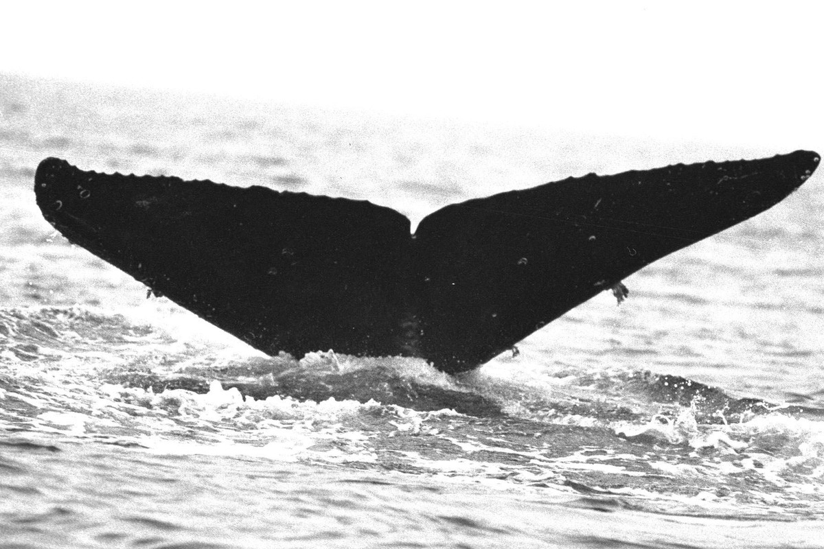 Fluke of BREE-028