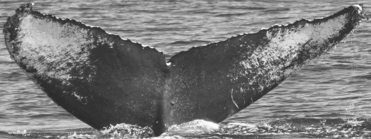 Fluke of CRC-10526