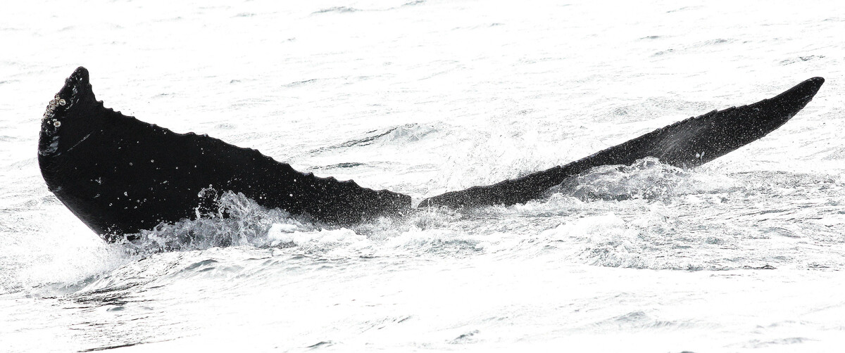 Fluke of BREE-HB13_246