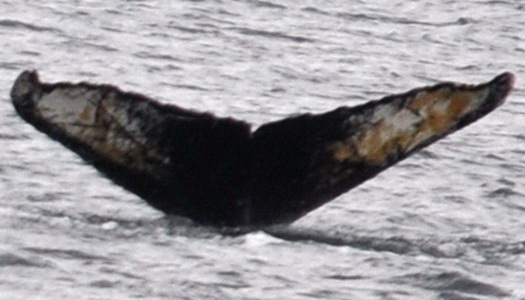 Fluke of AHWC-6231