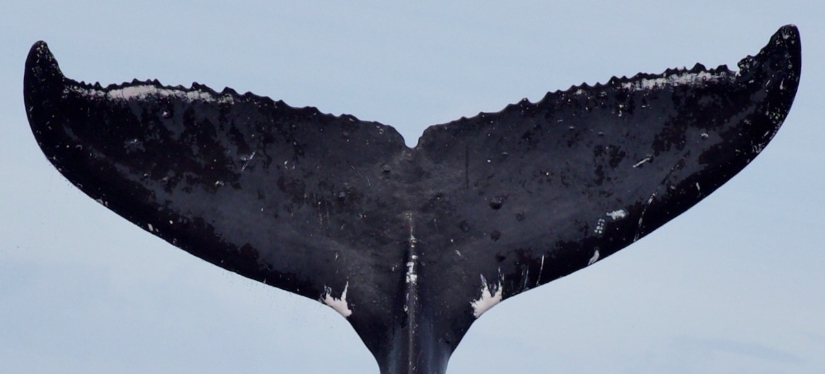 Fluke of BREE-620