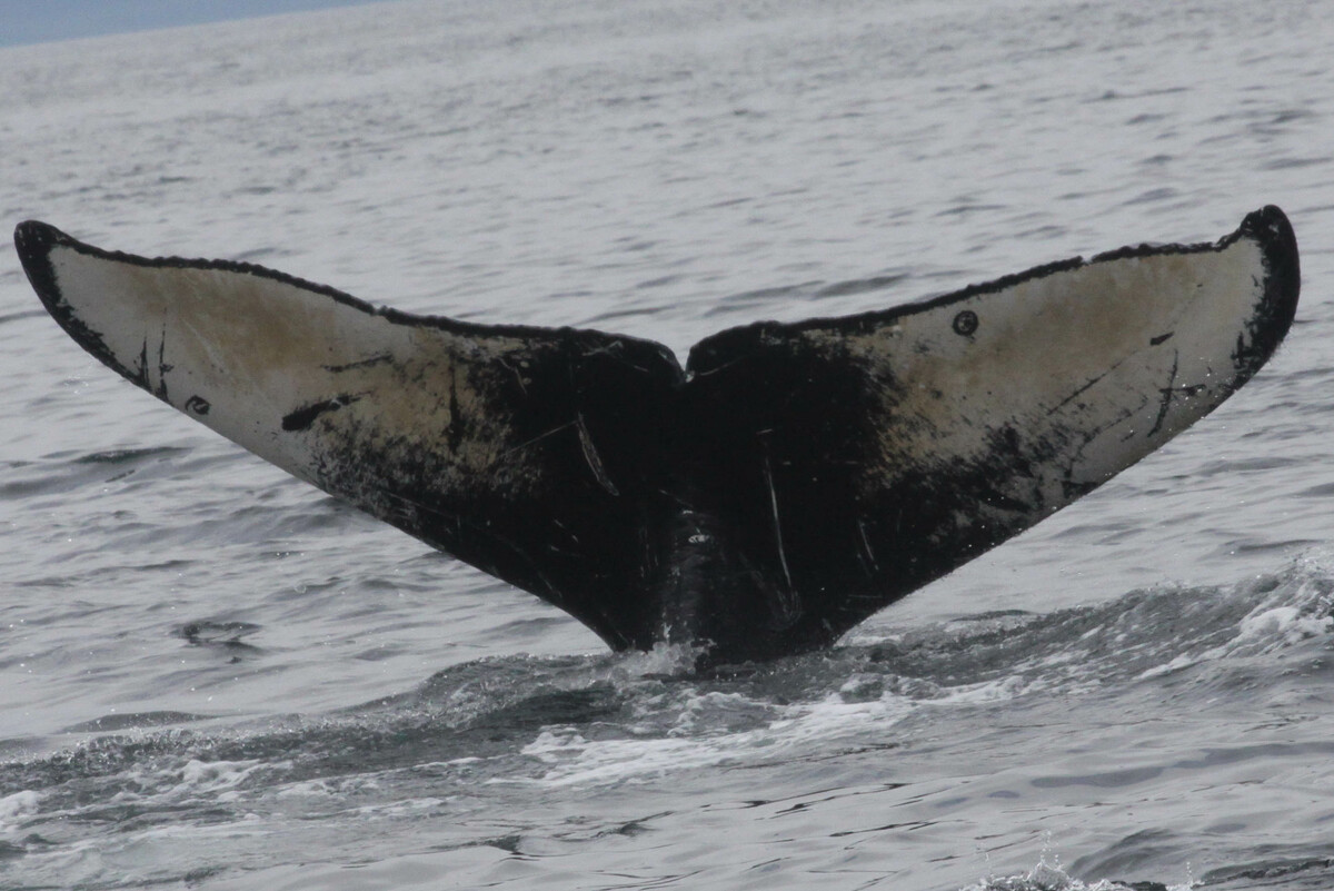 Fluke of Whitey (S/Y Seal)