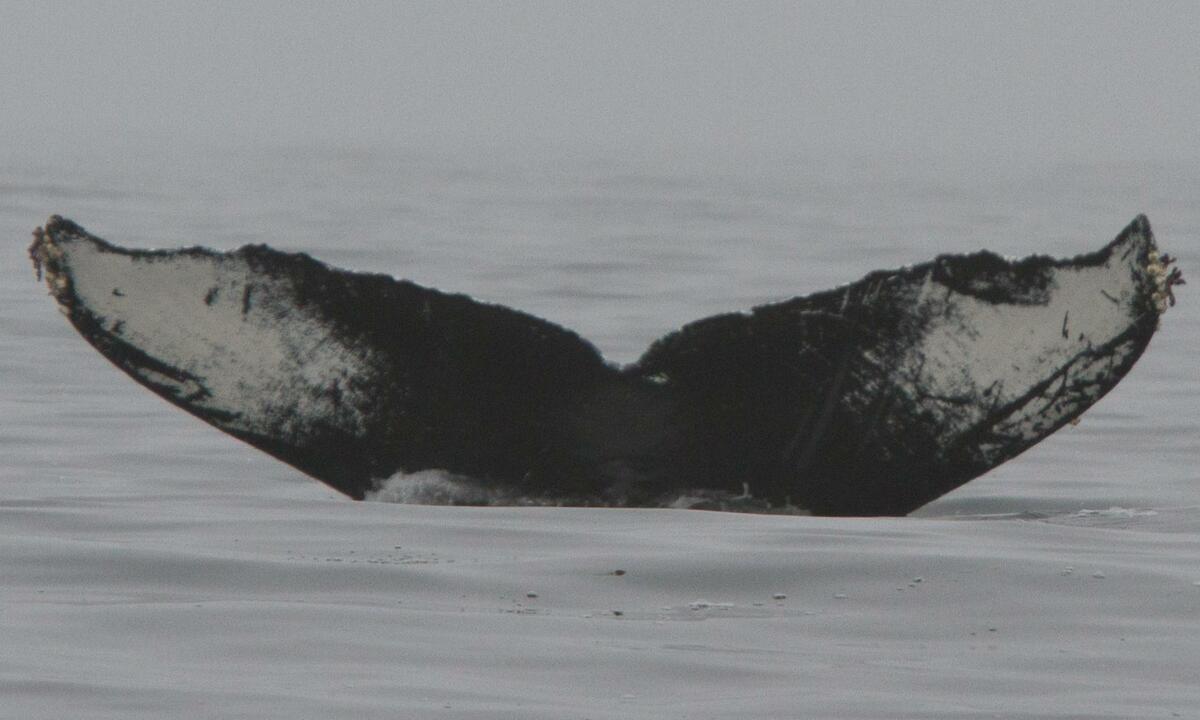 Fluke of CRC-10514