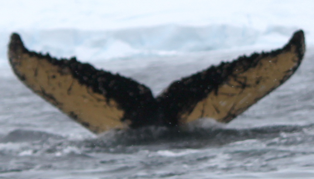 Fluke of AHWC-6241