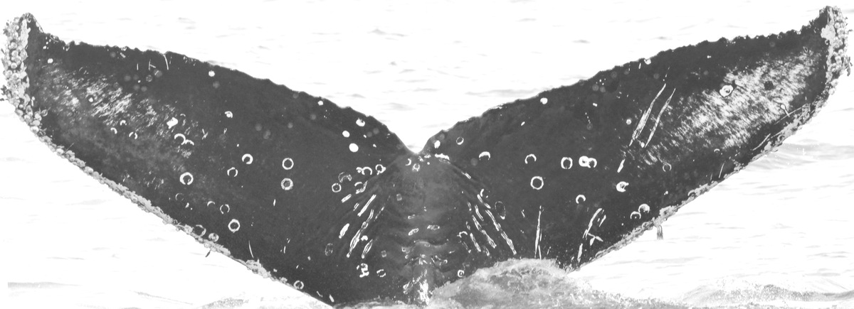 Fluke of CRC-15676
