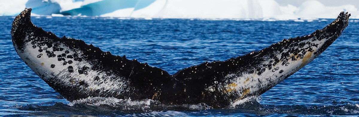 Fluke of AHWC-6244