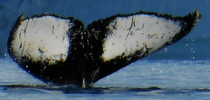 Fluke of HW-MN1301182