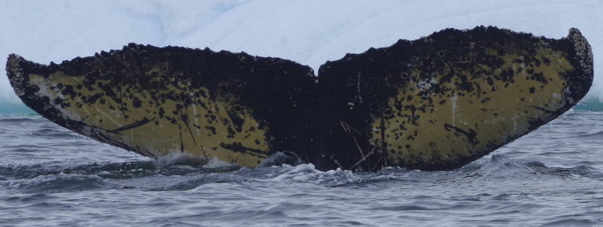 Fluke of Visby (Antarctica)