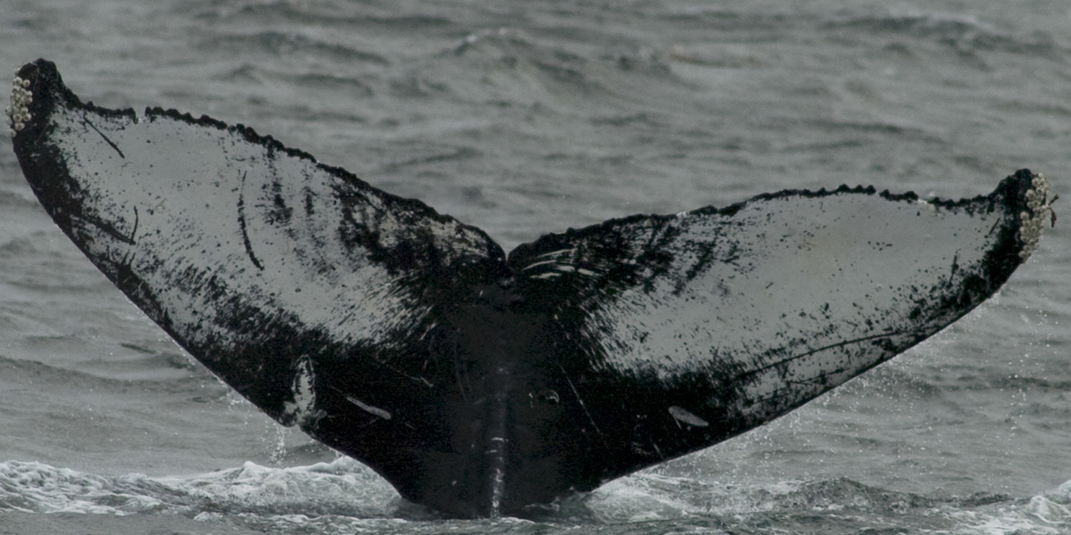 Fluke of Wave (FS)