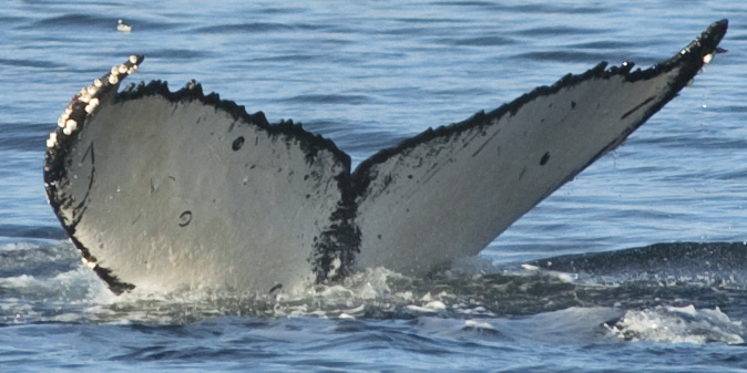Fluke of Loxia (FS)