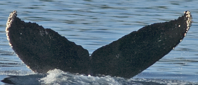 Fluke of FatherDamian aka Mokohola (FS)