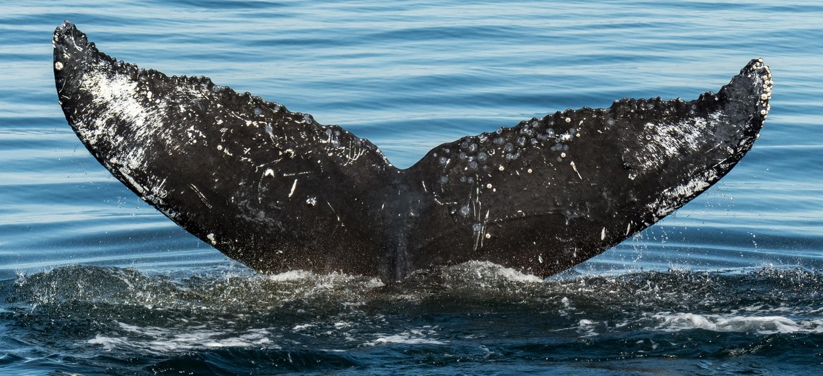 Fluke of Sobolof (FS)