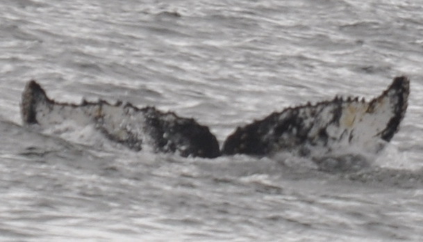 Fluke of AHWC-6249