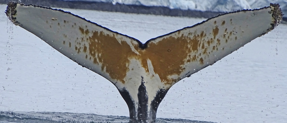 Fluke of HW-MN1301189
