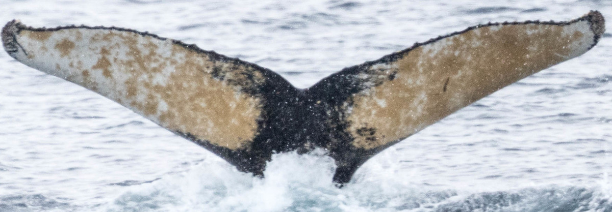 Fluke of HW-MN1301206