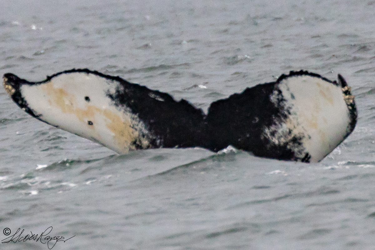 Fluke of Lillian (FS)
