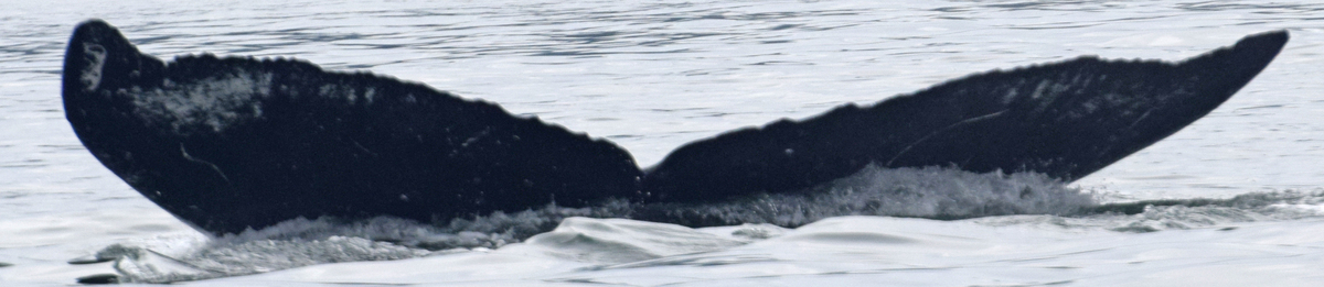 Fluke of Mooncheese (Juneau)