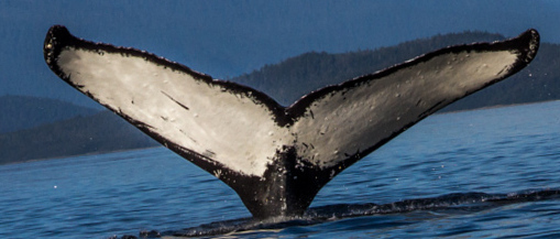 Fluke of Loiseleuria (FS)