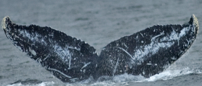 Fluke of Fragipanni (FS)