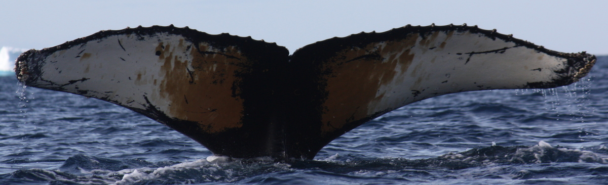 Fluke of HW-MN1301213