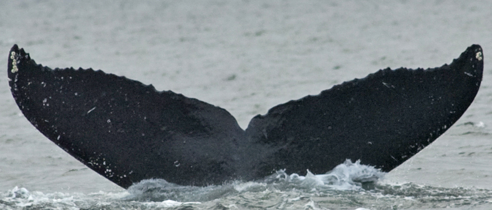 Fluke of SEAK-2271