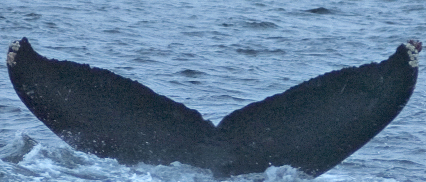 Fluke of Calycosa (FS)