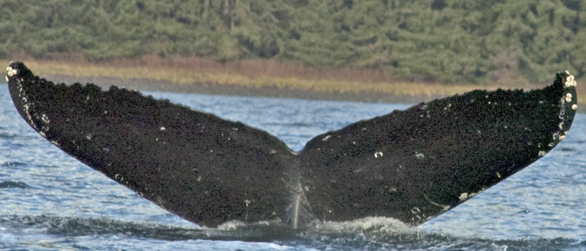 Fluke of SEAK-1387