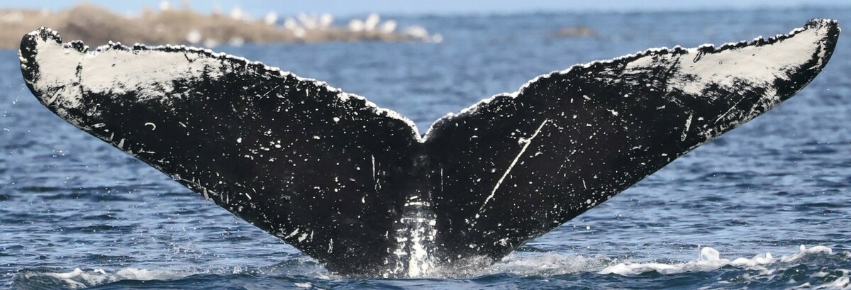 Fluke of Apollo11 (FS)