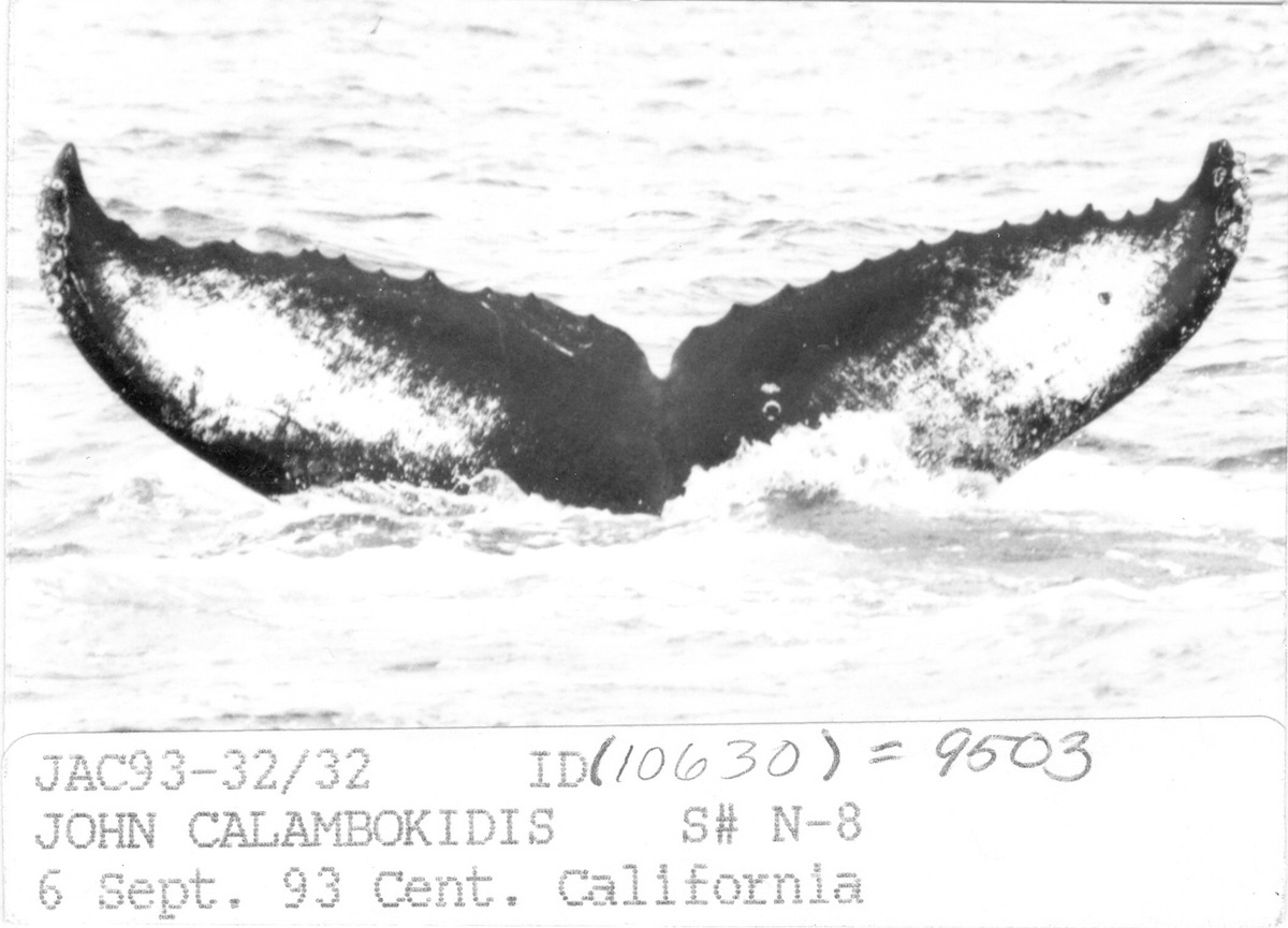 Fluke of CRC-9503