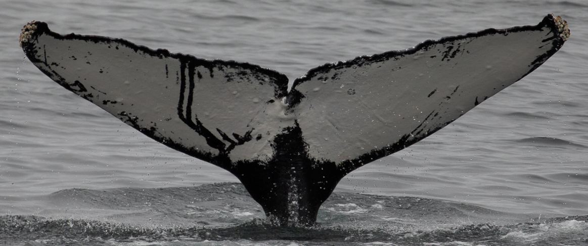 Fluke of Fishhook (Juneau)