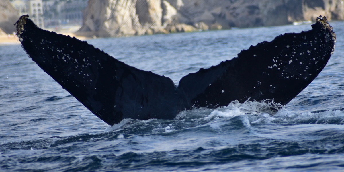 Fluke of CRC-10670