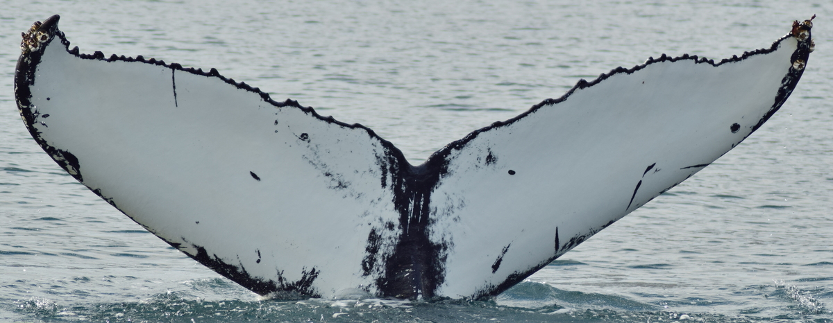 Fluke of Constellation (HRC)