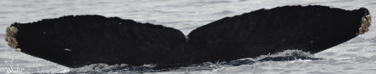 Fluke of CRC-18115