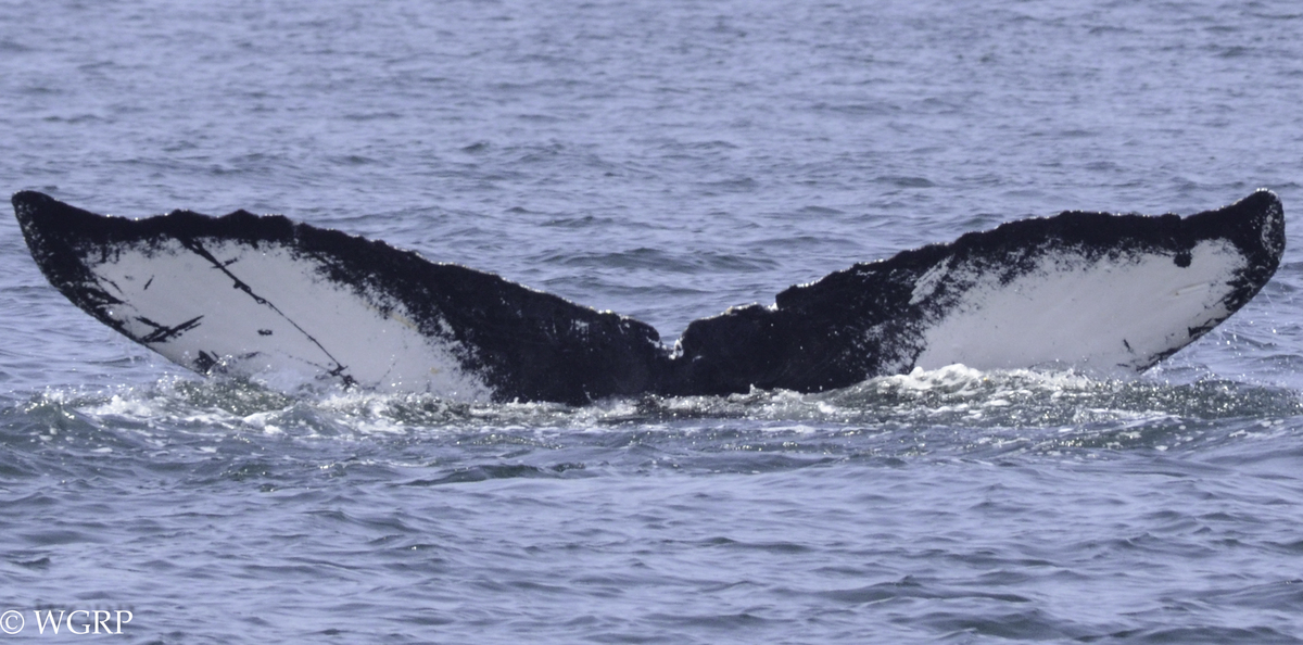 Fluke of CRC-11711