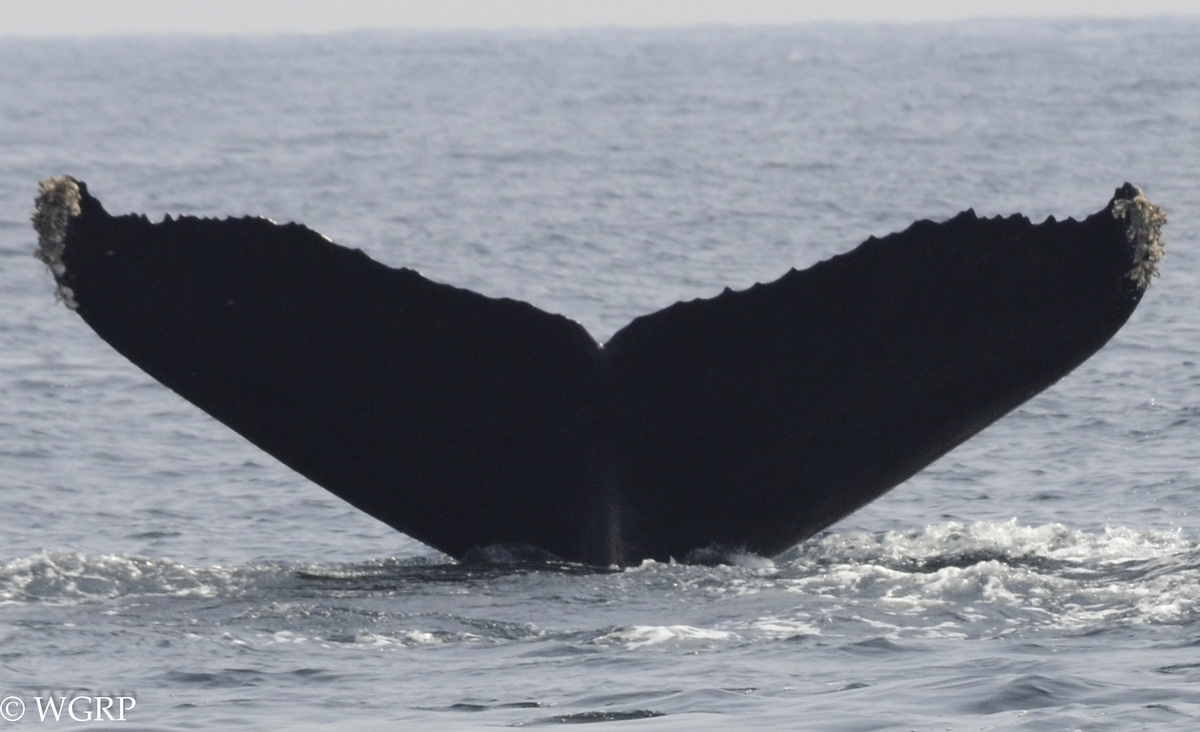 Fluke of CRC-18390