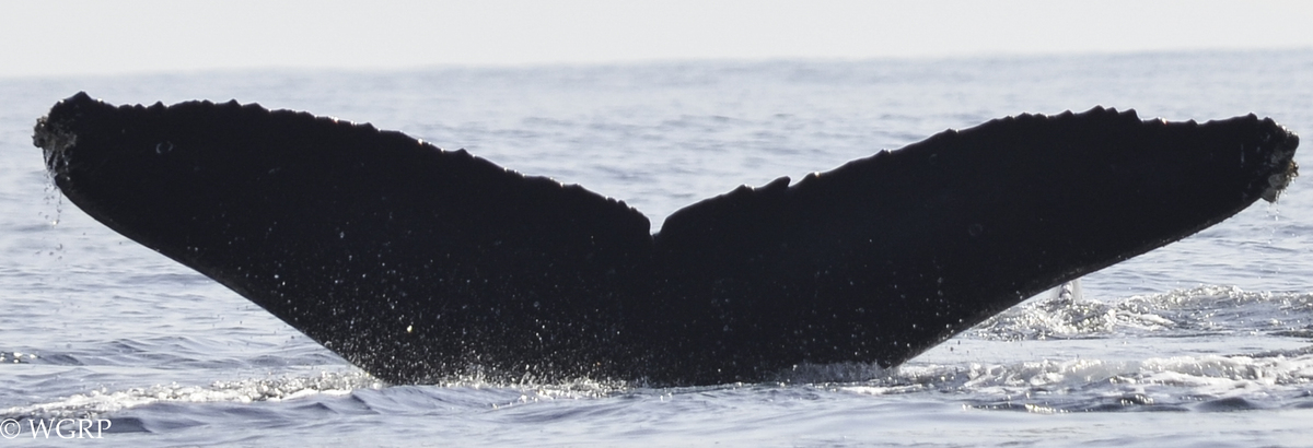 Fluke of CRC-18386