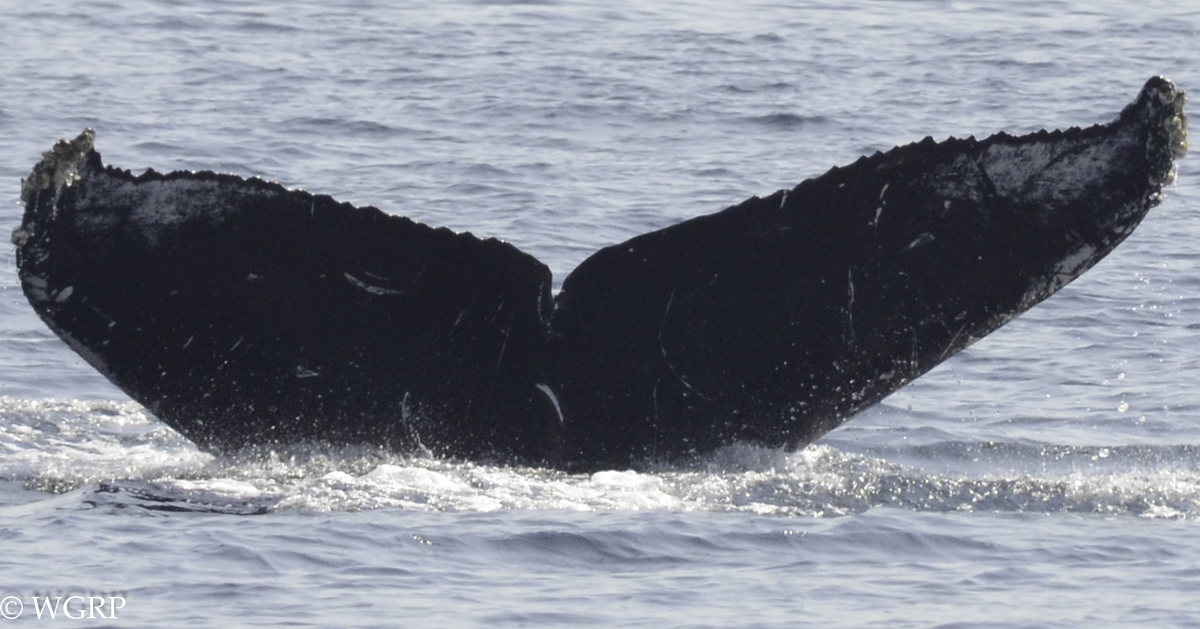 Fluke of CRC-18388