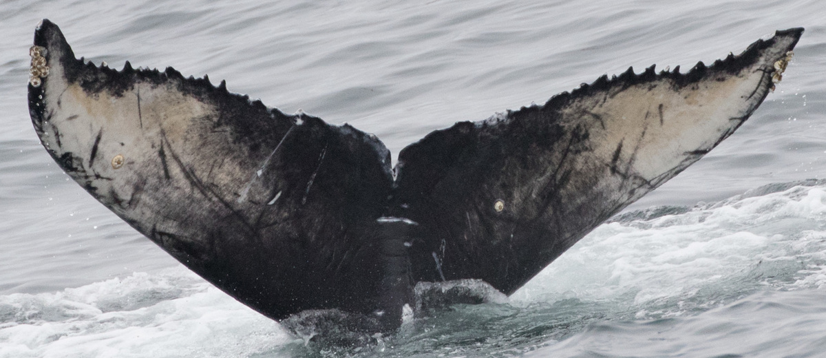 Fluke of 2017-2018 calf of Nanook